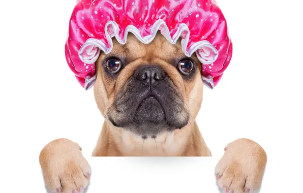 Picture legs, dog, white background, cap