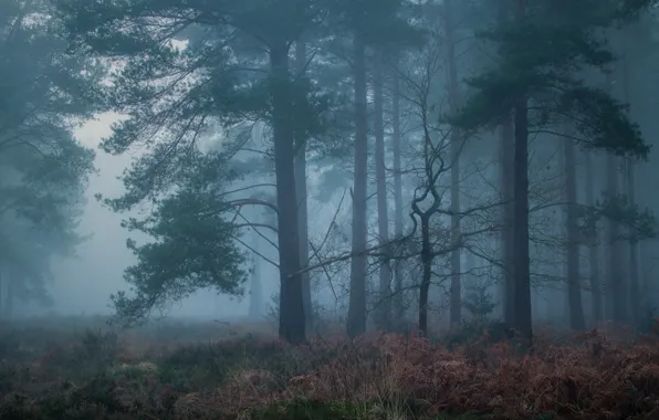 Forest, morning, pine, Bor