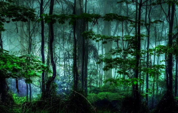 Forest, tropics, jungle, haze, Selva