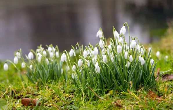 Flowers, spring, snowdrops, white, buds, clearing, blurred background, bushes
