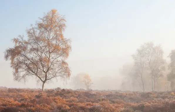 Fog, tree, morning
