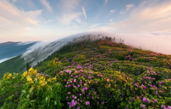 Picture grass, flowers, mountains, fog, morning