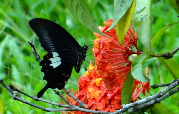 Flower, macro, butterfly, wings, beautiful, closeup