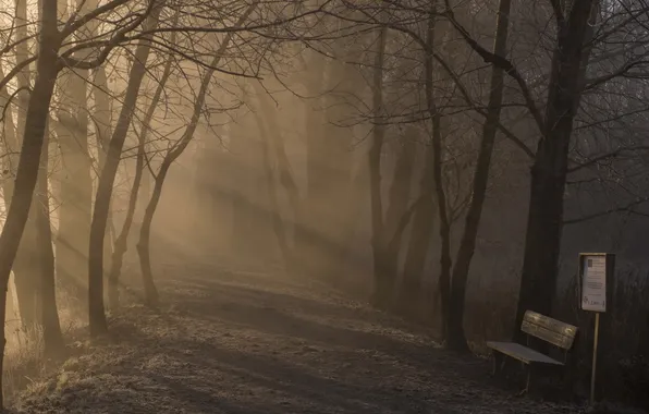 Fog, Park, morning, bench