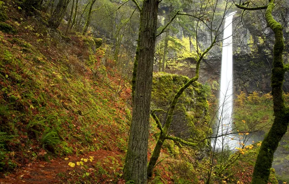Autumn, leaves, trees, rock, waterfall, moss, USA, Oregon