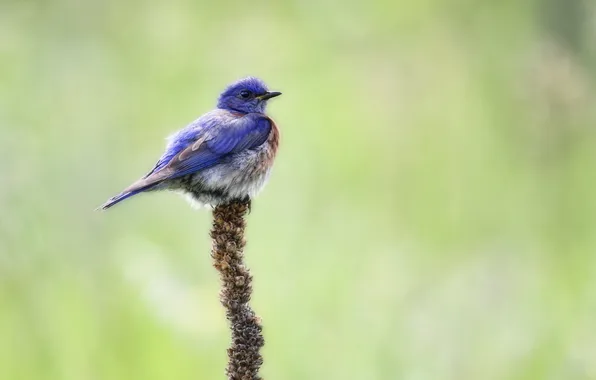Picture nature, bird, Western Bluebird