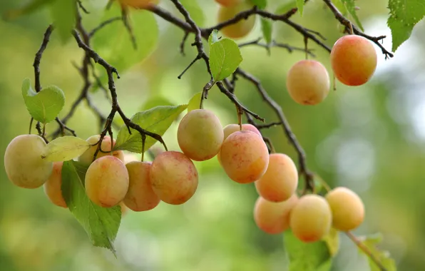 Leaves, tree, branch, fruit, leaves, tree, fruits, branch