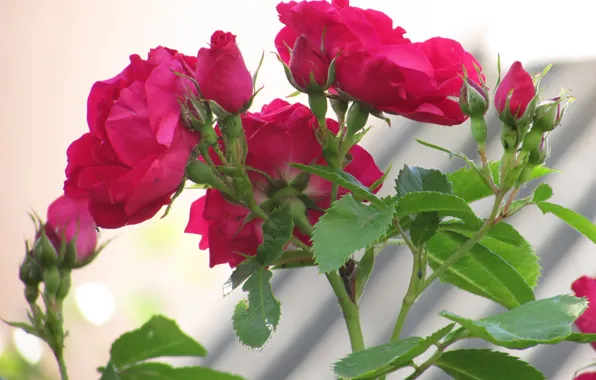 Pink, flowers, garden, roses, pinkflower