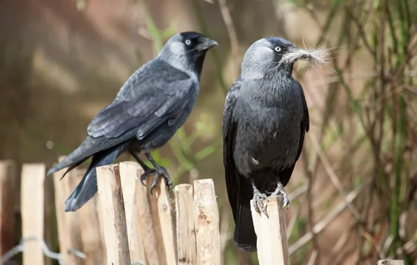 Picture birds, the fence, wool, jackdaw