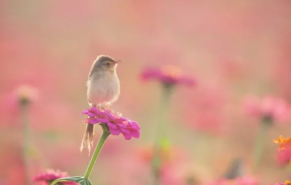 Flowers, bird, flowerbed, Warbler