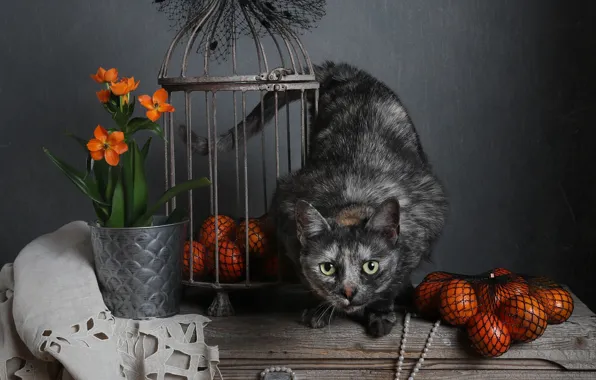 Cat, cat, look, flowers, pose, mesh, Board, bouquet