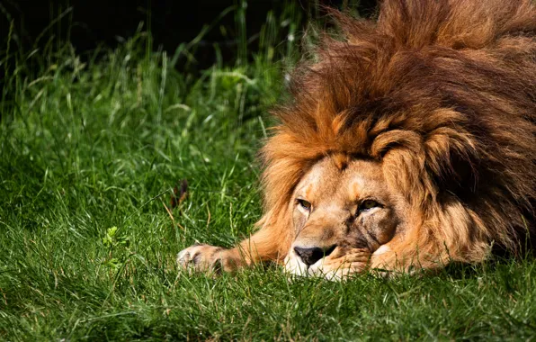 Picture grass, look, face, light, pose, stay, Leo, lies