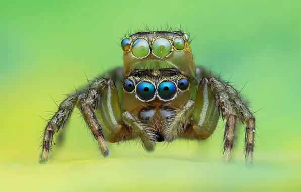 Eyes, macro, background, spiders, spider, jumper, jumper, spider