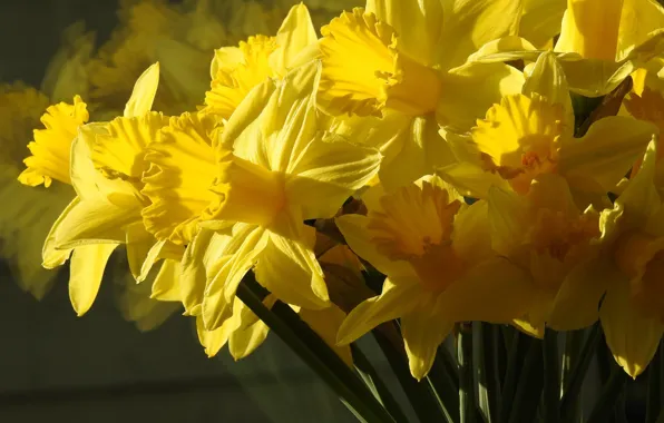 Macro, bouquet, yellow, daffodils