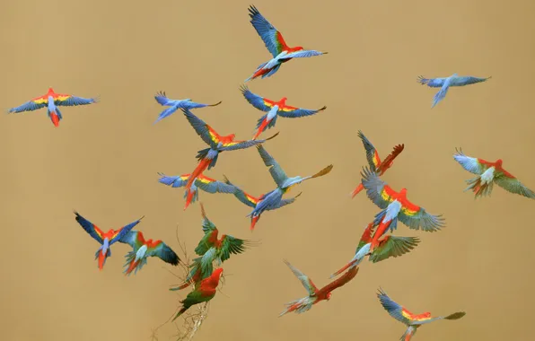 Picture the sky, flight, bird, color, parrot