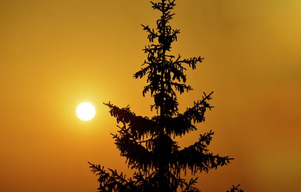 Picture the sky, the sun, sunset, tree, spruce, silhouette