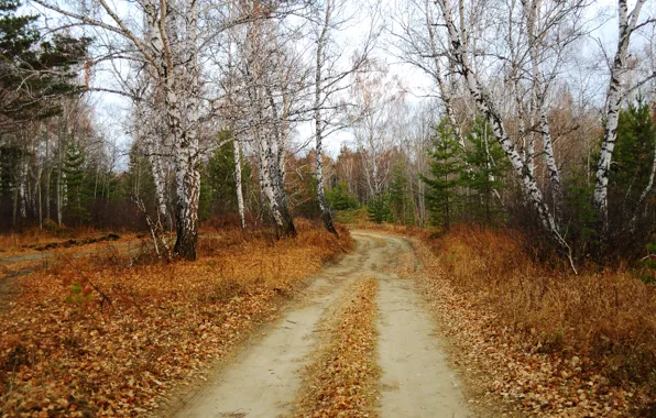 Autumn, Fall, Foliage, Track, Autumn, Leaves, Path