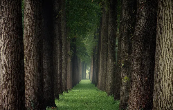 Grass, trees, fog, Park, alley