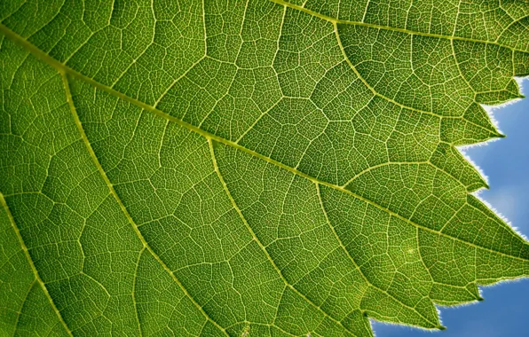 Green, blue, leaf, plant