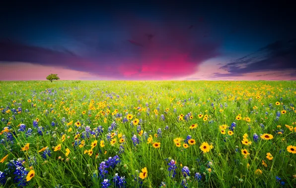 Greens, field, summer, the sky, flowers, blue, yellow, clouds
