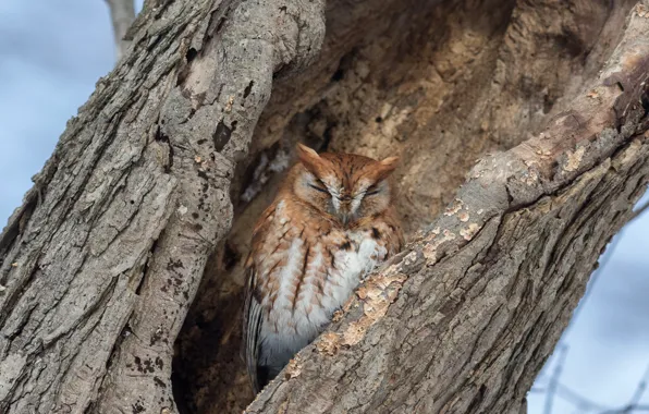 Tree, owl, bird, the hollow