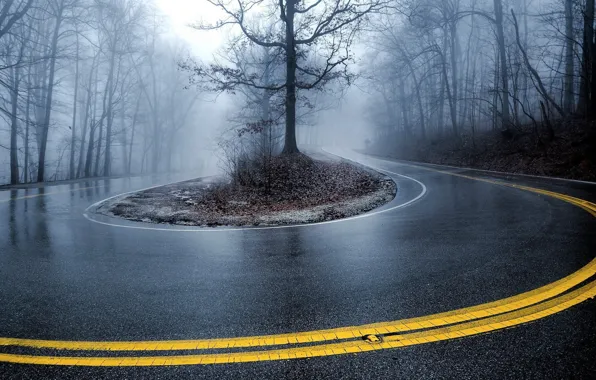 Trees, nature, fog, Road, curve