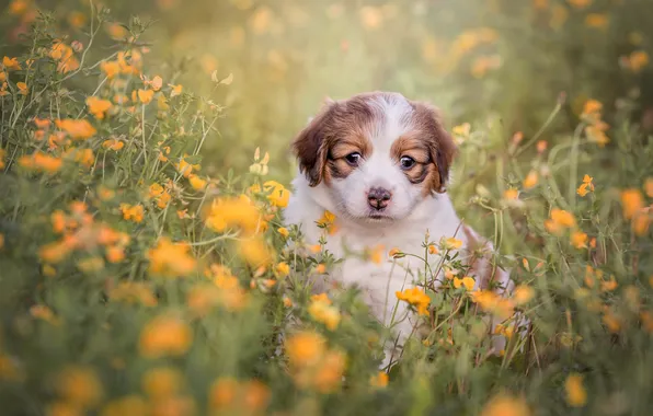 Look, flowers, pose, glade, dog, meadow, puppy, face