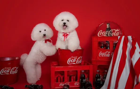 Language, dogs, look, strips, pose, labels, haircut, legs
