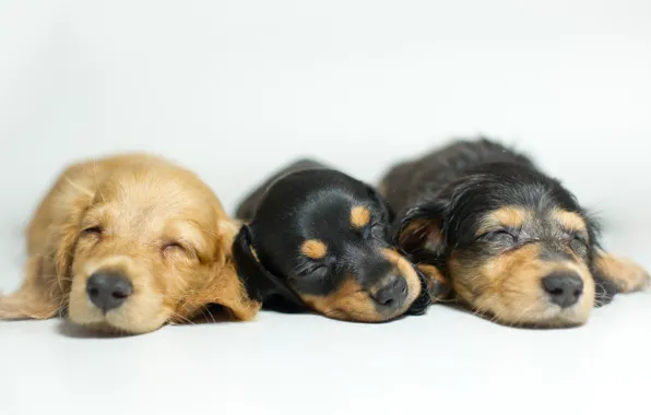 Dogs, comfort, puppies