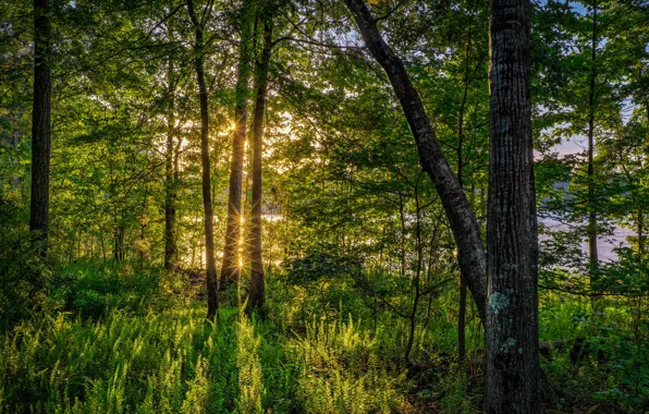 Picture greens, forest, summer, grass, the sun, trees, river, FL