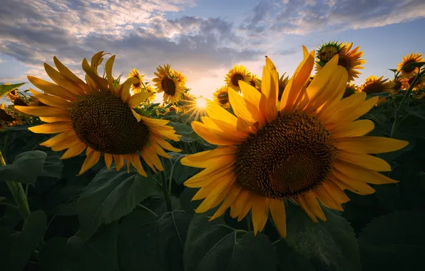 Field, summer, the sky, leaves, the sun, clouds, macro, sunflowers