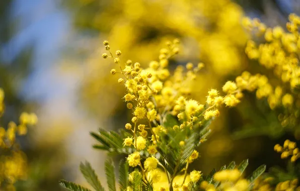 Light, flowers, branch, spring, yellow, flowering, Mimosa