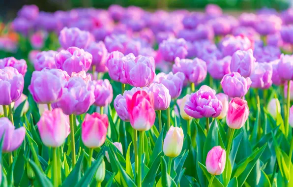Picture flowers, pink, a lot, tulips