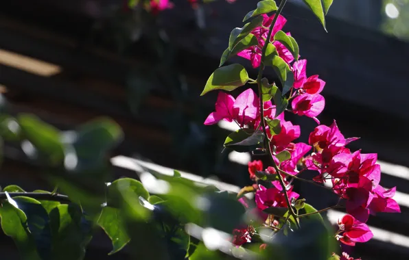 Roof, leaves, light, flowers, branches, the dark background, bright, blur