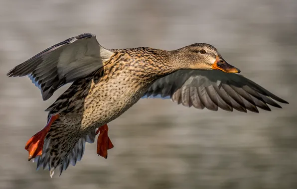 Picture drops, flight, bird, duck