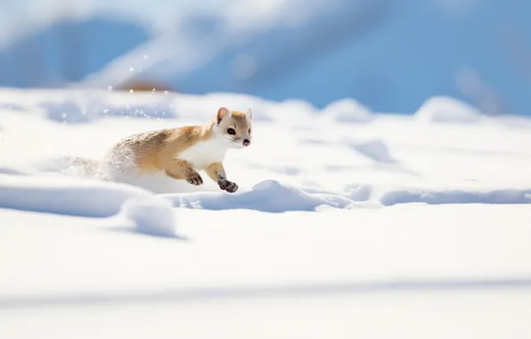 Winter, light, snow, pose, jump, running, the snow, shadows