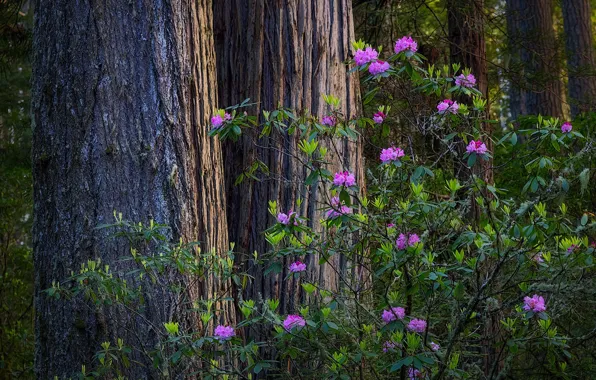 Trees, flowers, Park, the bushes, Azalea, rhododendrons