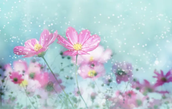 Flowers, pink, Gently
