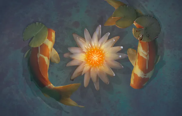 Picture pond, Lotus, koi, by xLocky