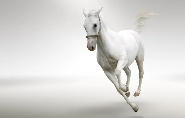 Picture BACKGROUND, HORSE, TAIL, MANE, WHITE, The GOLOP