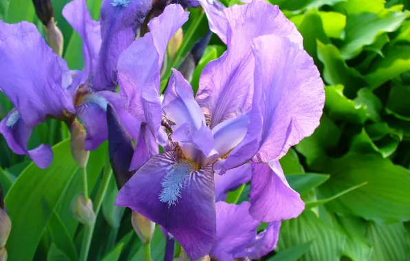 Leaves, flowers, iris