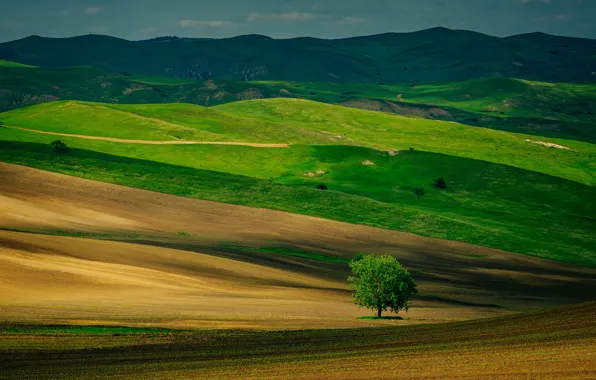 Picture field, trees, hills, spring