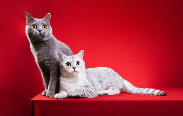 Cat, cat, cats, pose, two, pair, beads, decoration