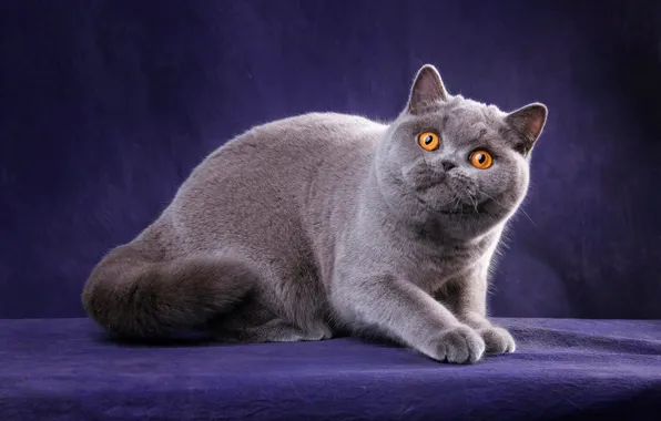 Cat, cat, look, pose, kitty, grey, legs, muzzle