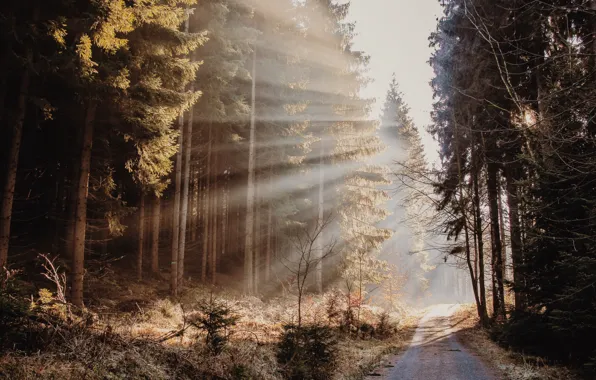 Picture road, autumn, forest, light