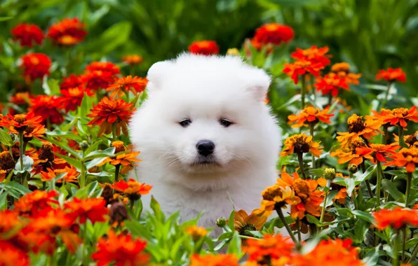 Summer, look, flowers, nature, portrait, dog, garden, baby