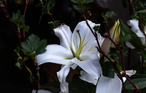 White, branches, the dark background, Lily, OSA, garden