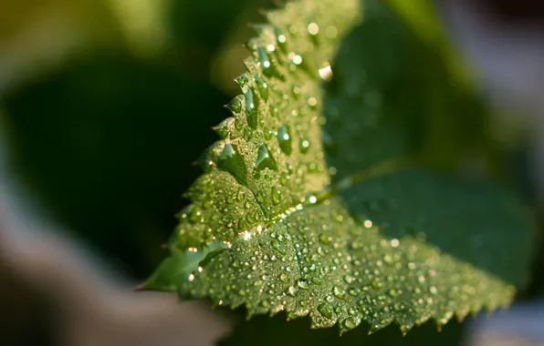 Macro, Sheet, Drops