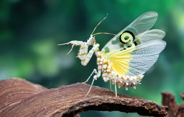 Macro, pose, pattern, legs, mantis, insect, bark, wings