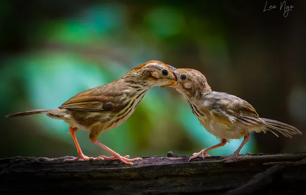 Bird, care, chick, bokeh, feeding, two birds, Ngo Hoang Nguyen, Leo Ngo